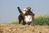 BEARDED COLLIE 208